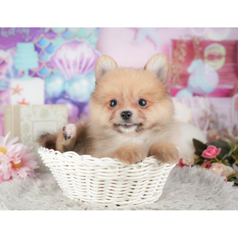 販売中の埼玉県のポメラニアン-442350の5枚目