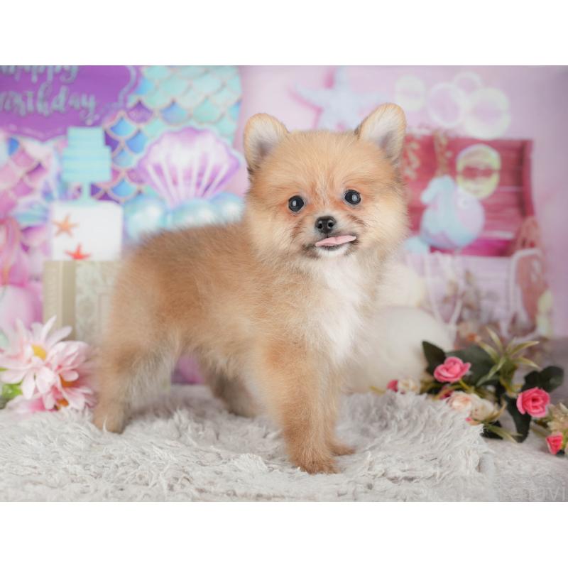 販売中の埼玉県のポメラニアン-442350の2枚目