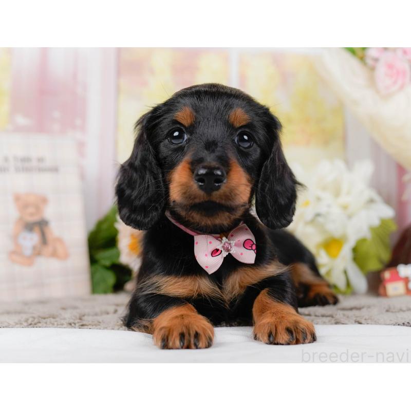 販売中の神奈川県のミニチュアダックスフンド(ロングヘアード)-442046の12枚目