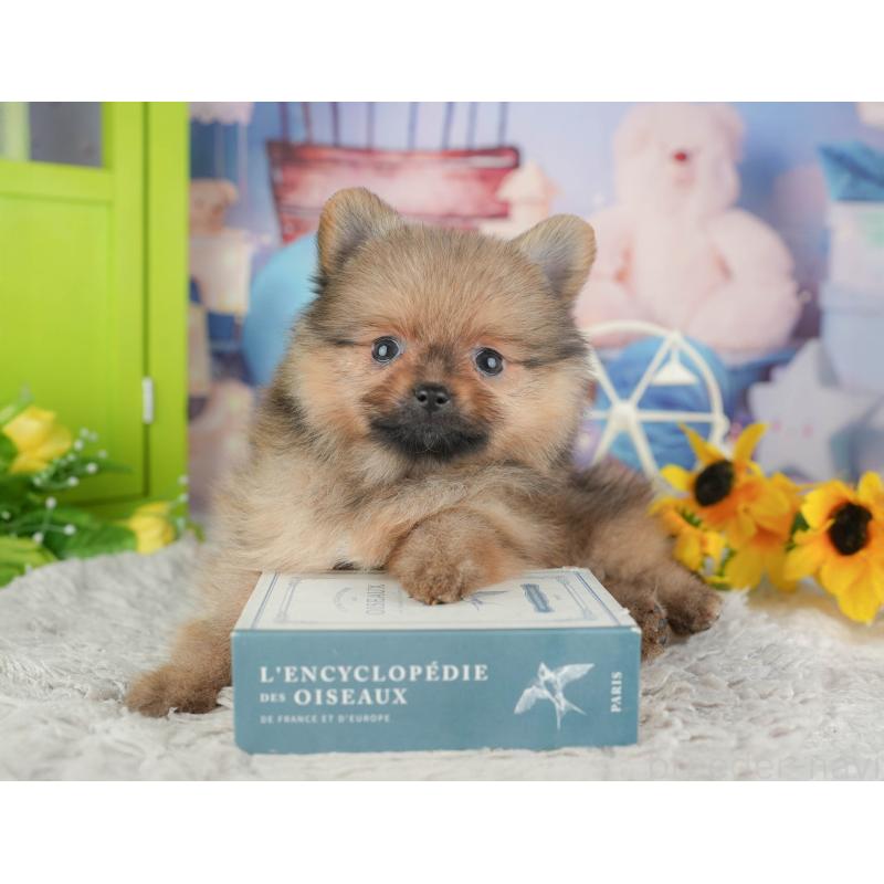 販売中の埼玉県のポメラニアン-442348の11枚目