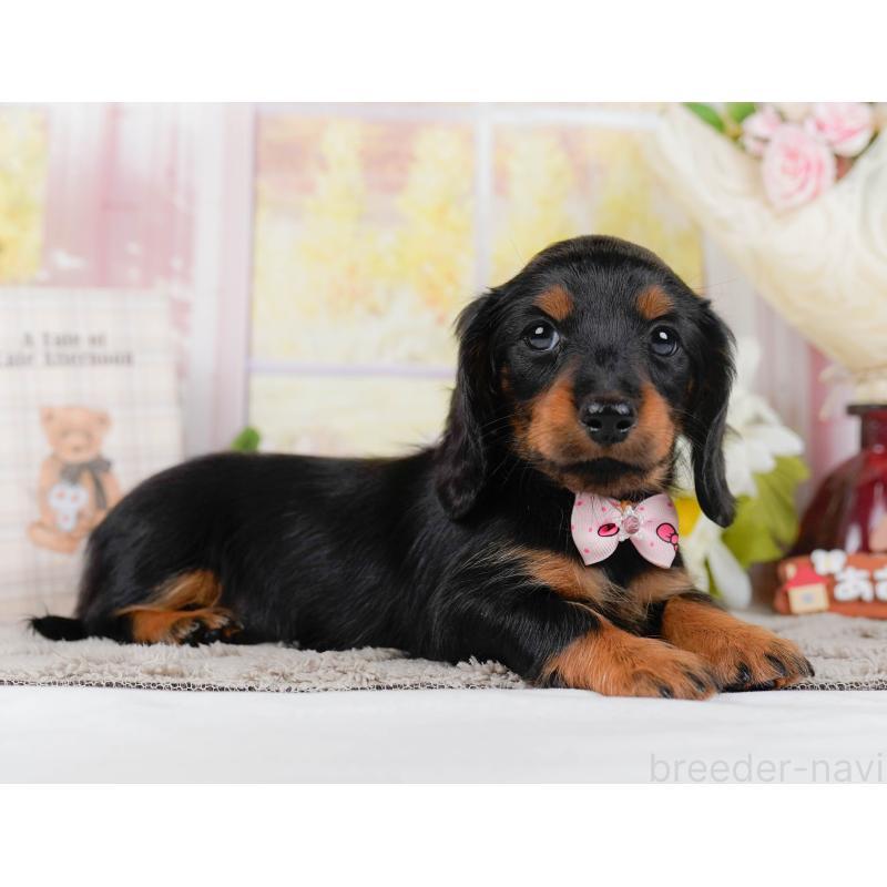 販売中の神奈川県のミニチュアダックスフンド(ロングヘアード)-442046の11枚目