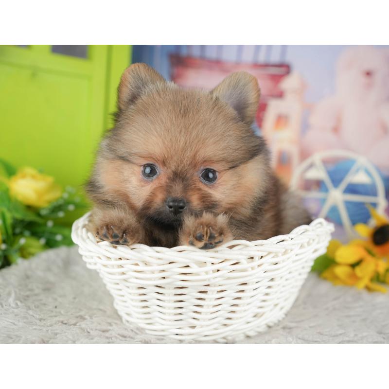 販売中の埼玉県のポメラニアン-442348の10枚目