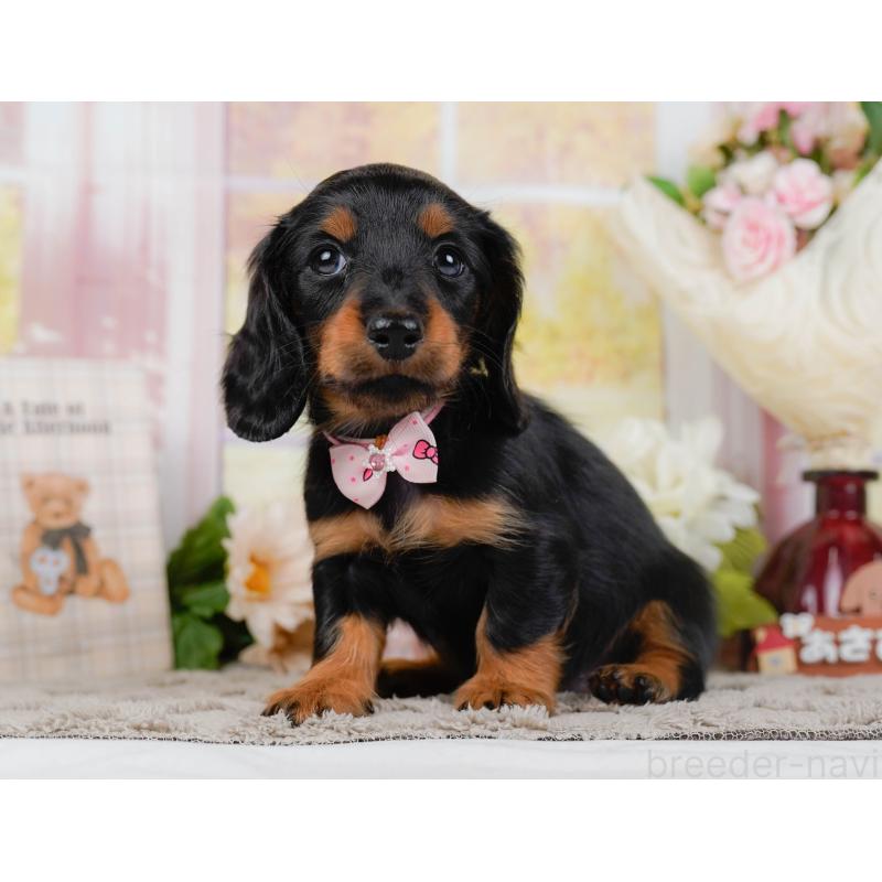 販売中の神奈川県のミニチュアダックスフンド(ロングヘアード)-442046の10枚目