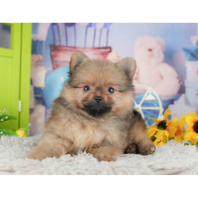 販売中の埼玉県のポメラニアン-442348の9枚目