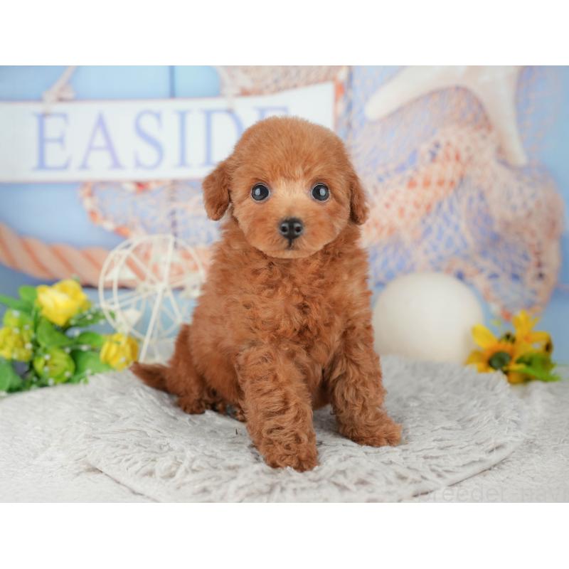 販売中の千葉県のトイプードル-441979の9枚目