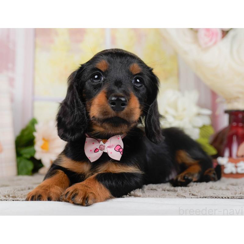 販売中の神奈川県のミニチュアダックスフンド(ロングヘアード)-442046の9枚目