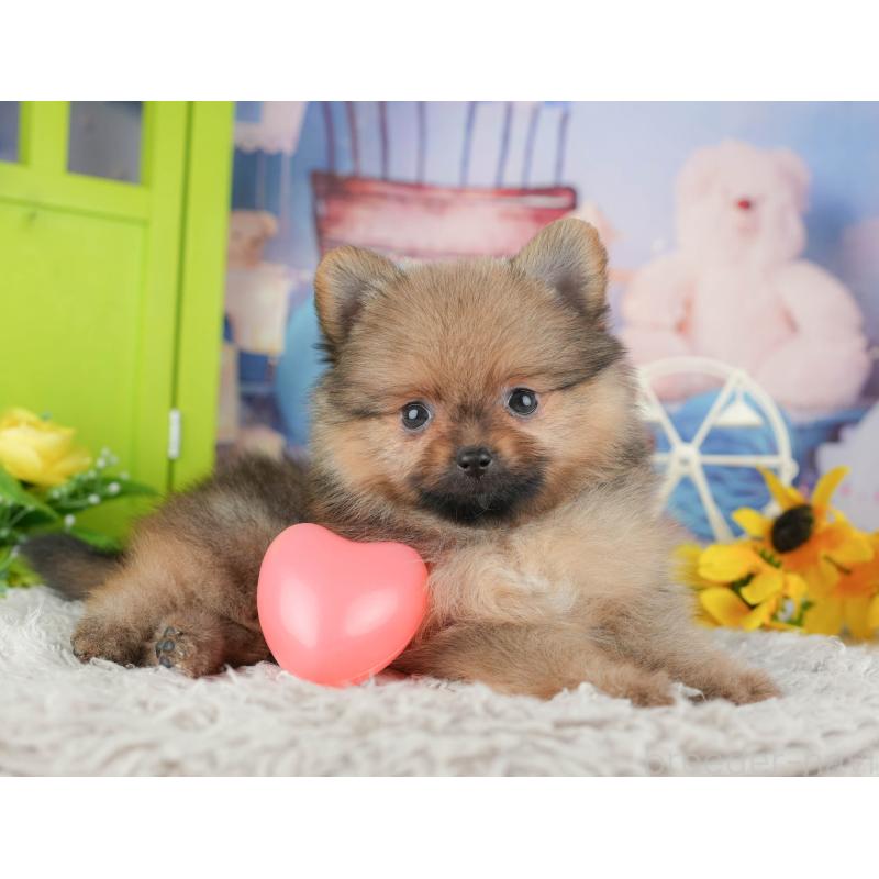 販売中の埼玉県のポメラニアン-442348の8枚目