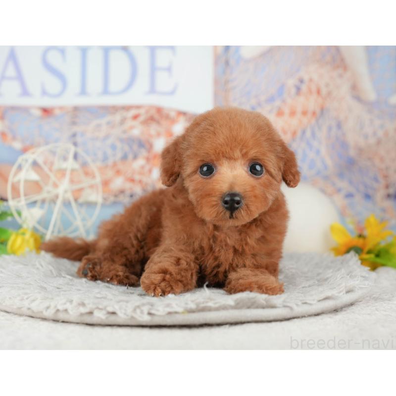 販売中の千葉県のトイプードル-441979の8枚目