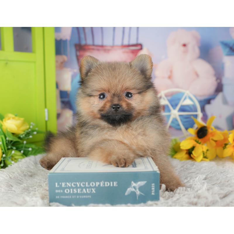 販売中の埼玉県のポメラニアン-442348の7枚目