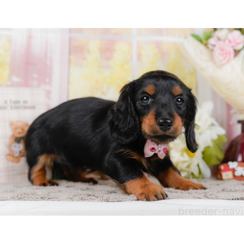 販売中の神奈川県のミニチュアダックスフンド(ロングヘアード)-442046の7枚目