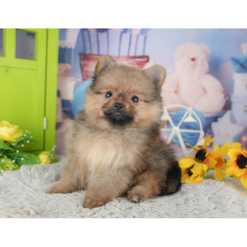 販売中の埼玉県のポメラニアン-442348の6枚目