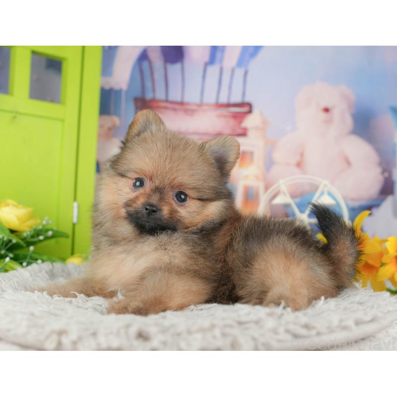 販売中の埼玉県のポメラニアン-442348の5枚目