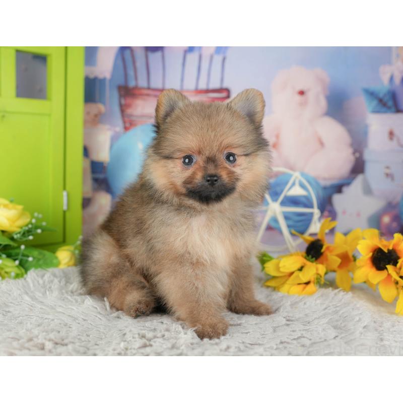 販売中の埼玉県のポメラニアン-442348の4枚目