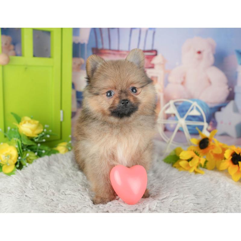 販売中の埼玉県のポメラニアン-442348の3枚目