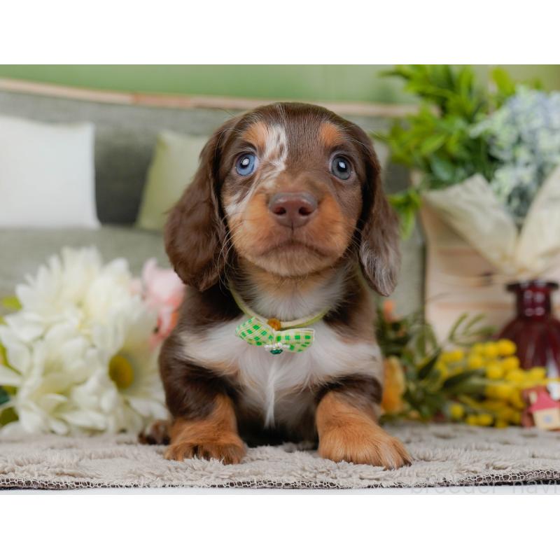 販売中の神奈川県のミニチュアダックスフンド(ロングヘアード)-442047の13枚目