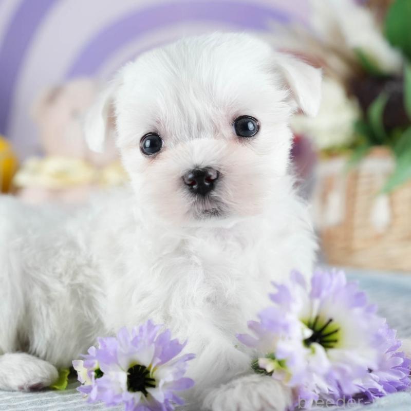 販売中の埼玉県のマルチーズ-442343