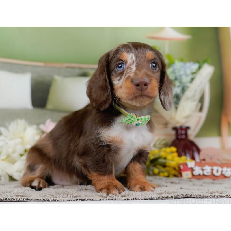 販売中の神奈川県のミニチュアダックスフンド(ロングヘアード)-442047の12枚目