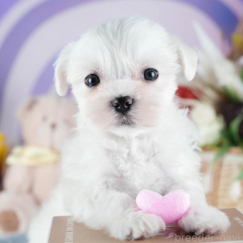 販売中の埼玉県のマルチーズ-442343の9枚目