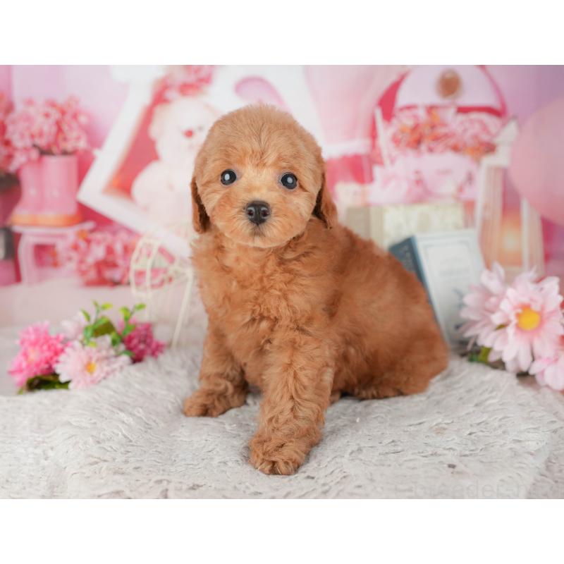 販売中の千葉県のトイプードル-441967の11枚目