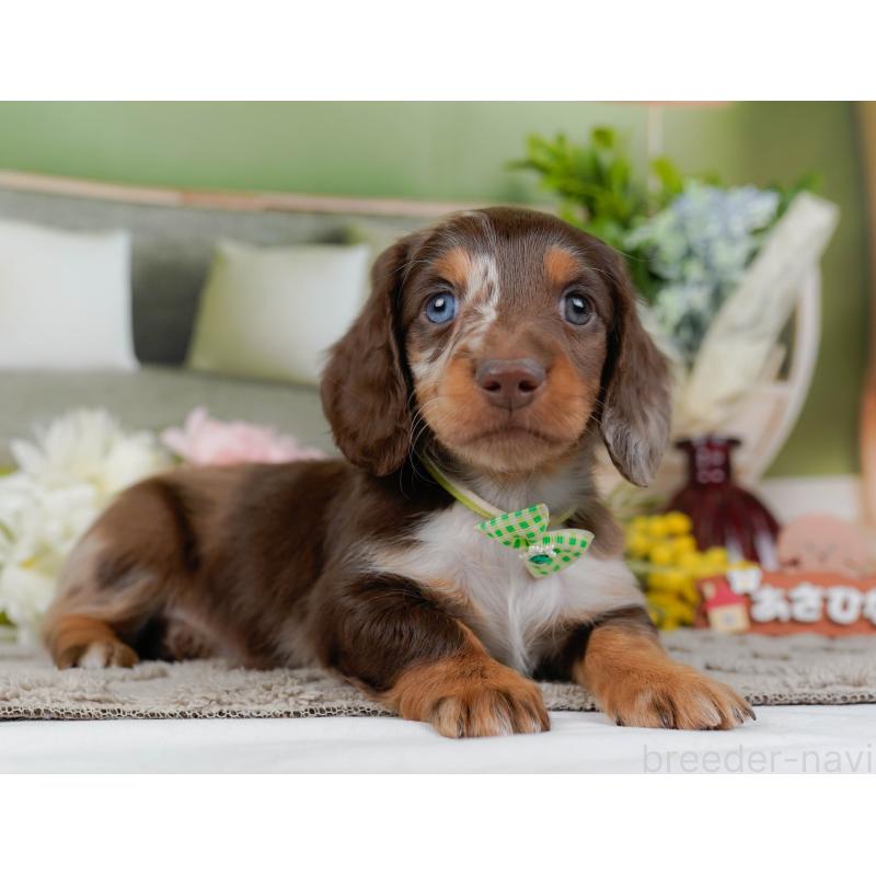 販売中の神奈川県のミニチュアダックスフンド(ロングヘアード)-442047の11枚目