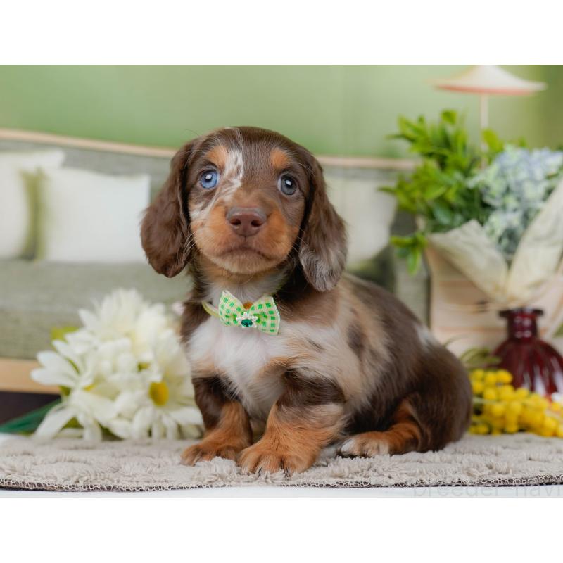 販売中の神奈川県のミニチュアダックスフンド(ロングヘアード)-442047の10枚目