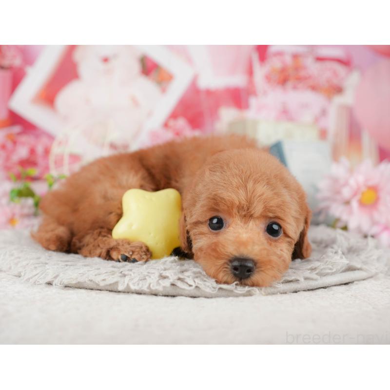 販売中の千葉県のトイプードル-441967の9枚目