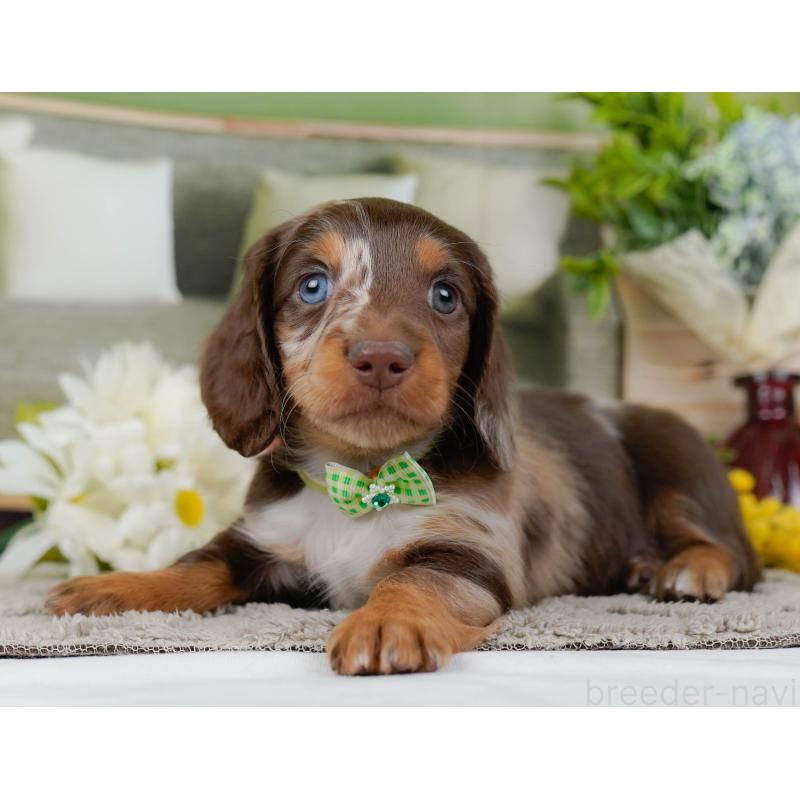 販売中の神奈川県のミニチュアダックスフンド(ロングヘアード)-442047の9枚目