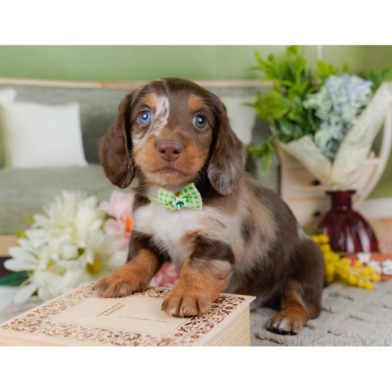 販売中の神奈川県のミニチュアダックスフンド(ロングヘアード)-442047の8枚目