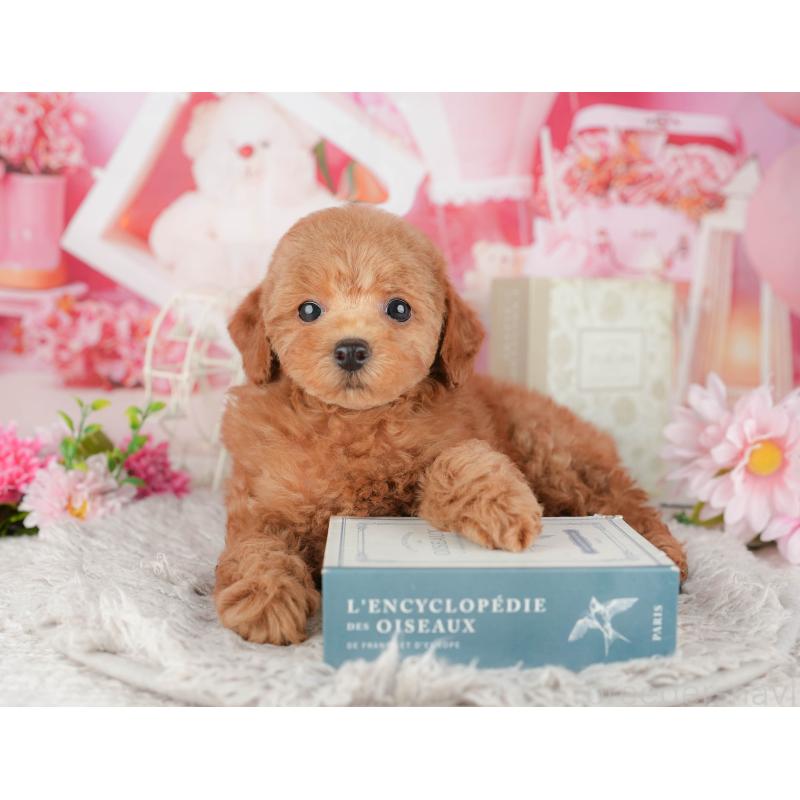 販売中の千葉県のトイプードル-441967の7枚目