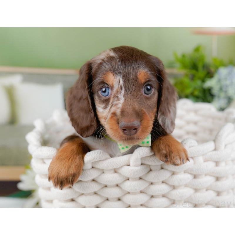 販売中の神奈川県のミニチュアダックスフンド(ロングヘアード)-442047の7枚目