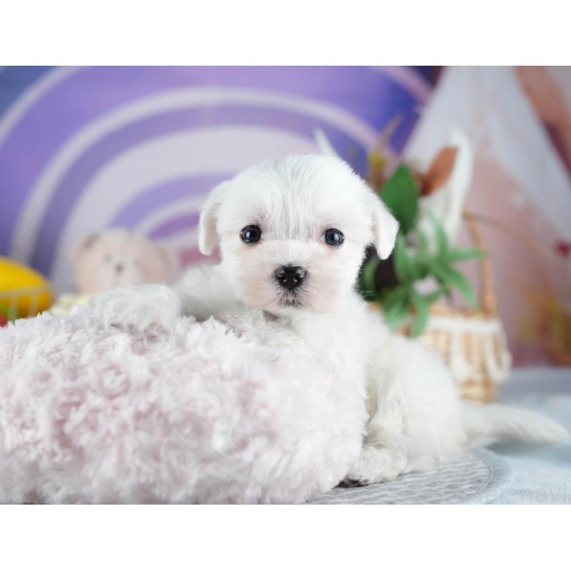 販売中の埼玉県のマルチーズ-442343の4枚目