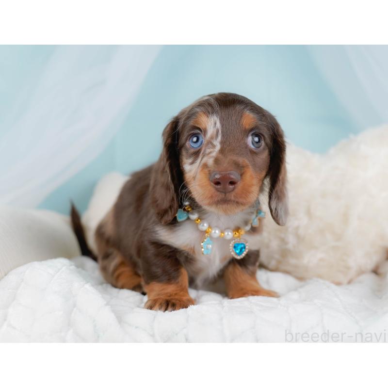 販売中の神奈川県のミニチュアダックスフンド(ロングヘアード)-442047の6枚目