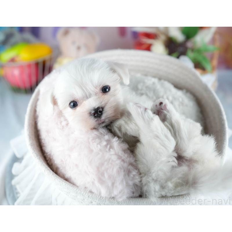 販売中の埼玉県のマルチーズ-442343の3枚目