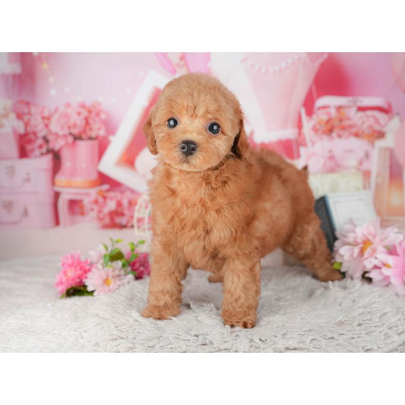 販売中の千葉県のトイプードル-441967の2枚目