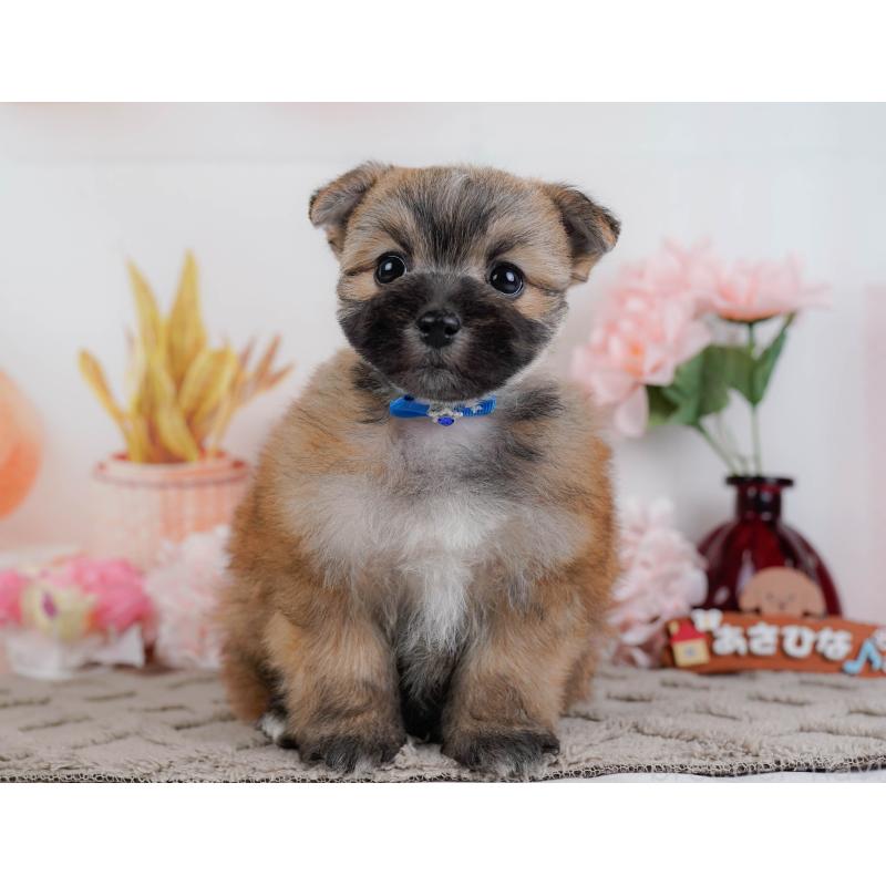 販売中の神奈川県のポメマル:ポメラニアン×マルチーズ-442034の13枚目