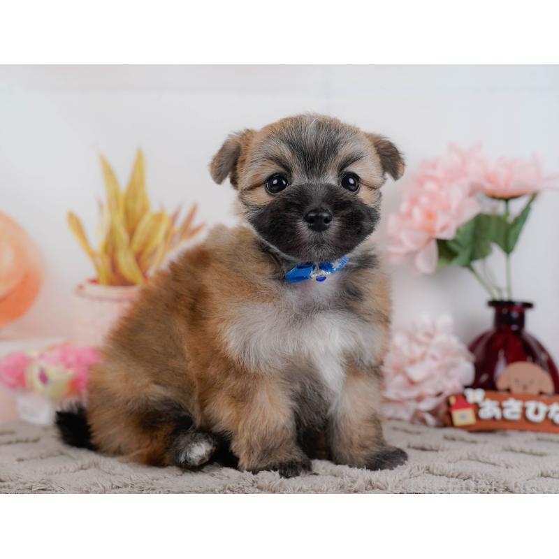 販売中の神奈川県のポメマル:ポメラニアン×マルチーズ-442034の12枚目