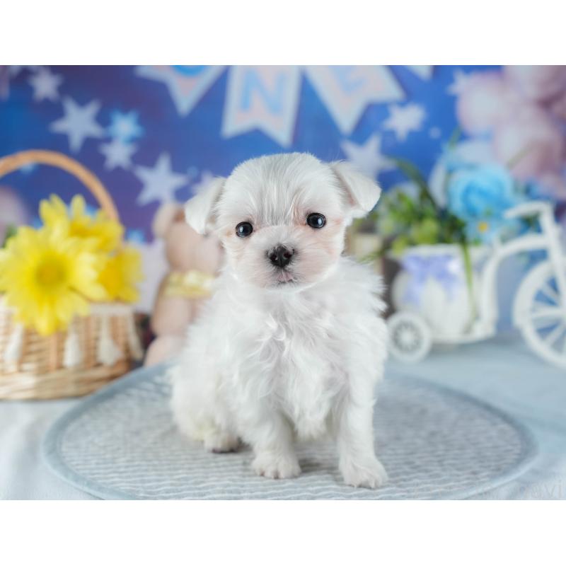 販売中の埼玉県のマルチーズ-442341の7枚目