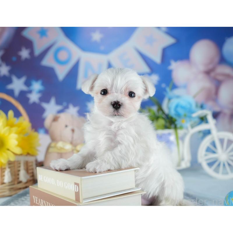 販売中の埼玉県のマルチーズ-442341の5枚目