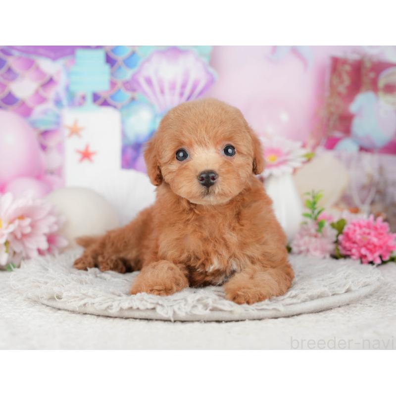 販売中の千葉県のトイプードル-441964の11枚目