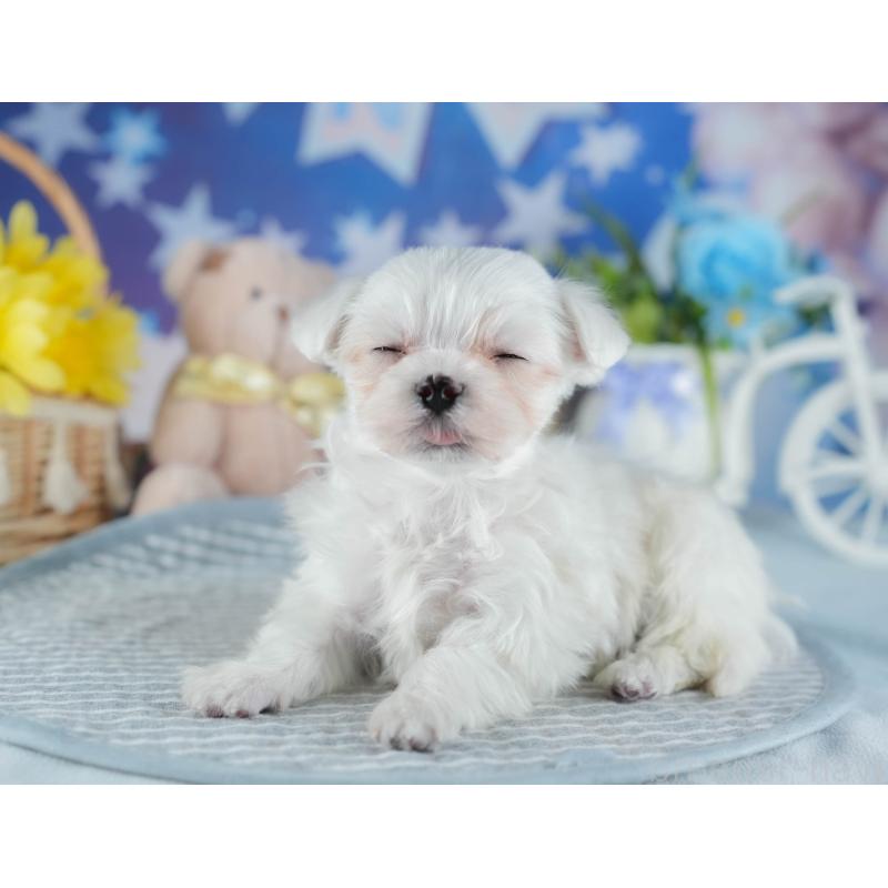 販売中の埼玉県のマルチーズ-442341の3枚目