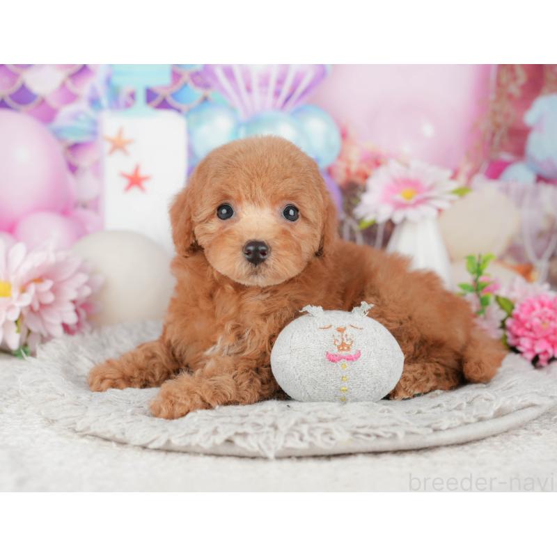 販売中の千葉県のトイプードル-441964の9枚目