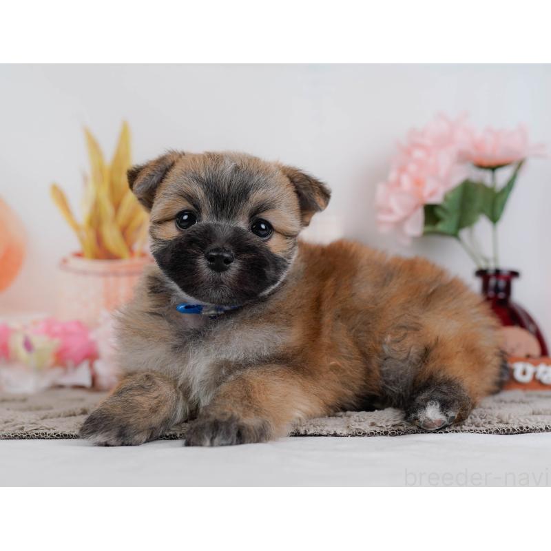 販売中の神奈川県のポメマル:ポメラニアン×マルチーズ-442034の8枚目