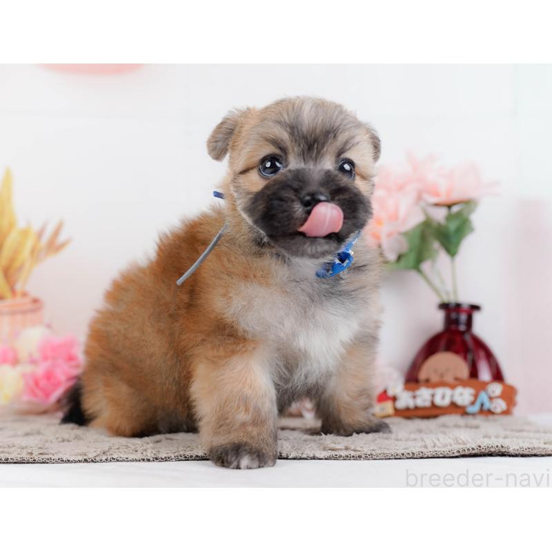 販売中の神奈川県のポメマル:ポメラニアン×マルチーズ-442034の7枚目