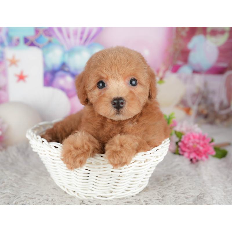 販売中の千葉県のトイプードル-441964の7枚目