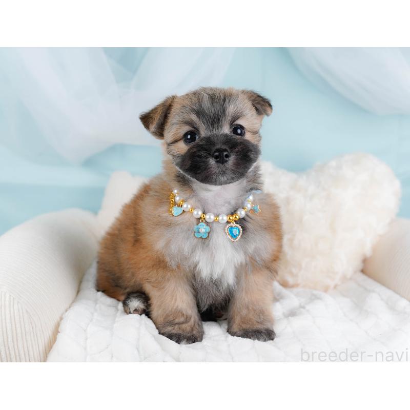 販売中の神奈川県のポメマル:ポメラニアン×マルチーズ-442034の6枚目