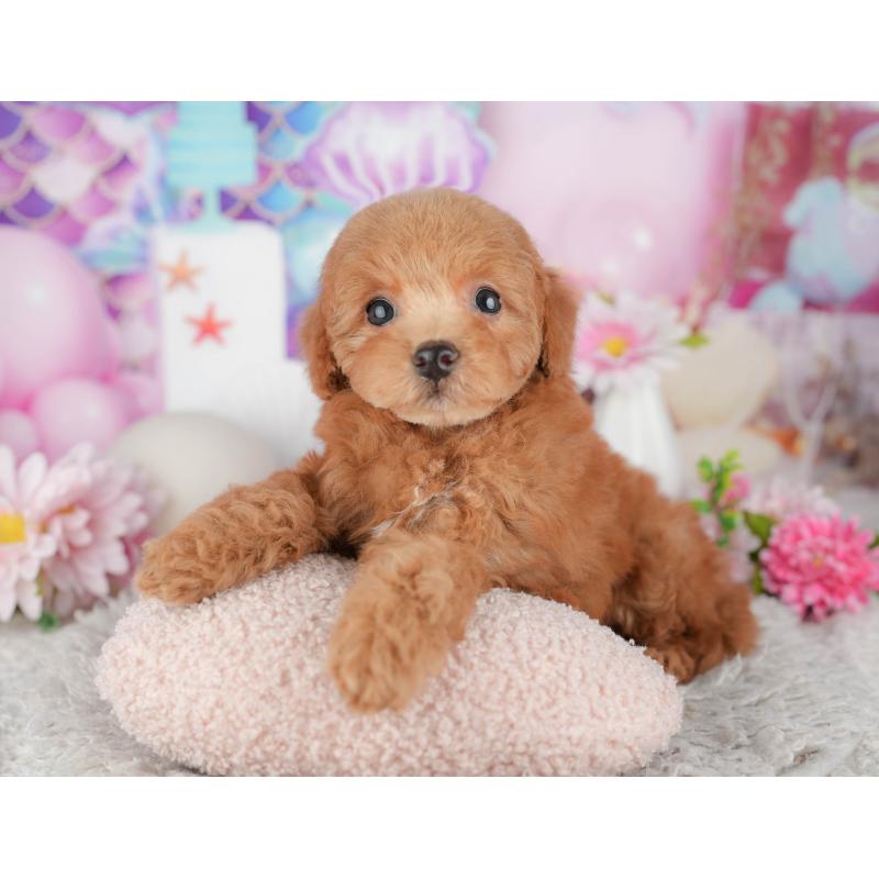 販売中の千葉県のトイプードル-441964の5枚目