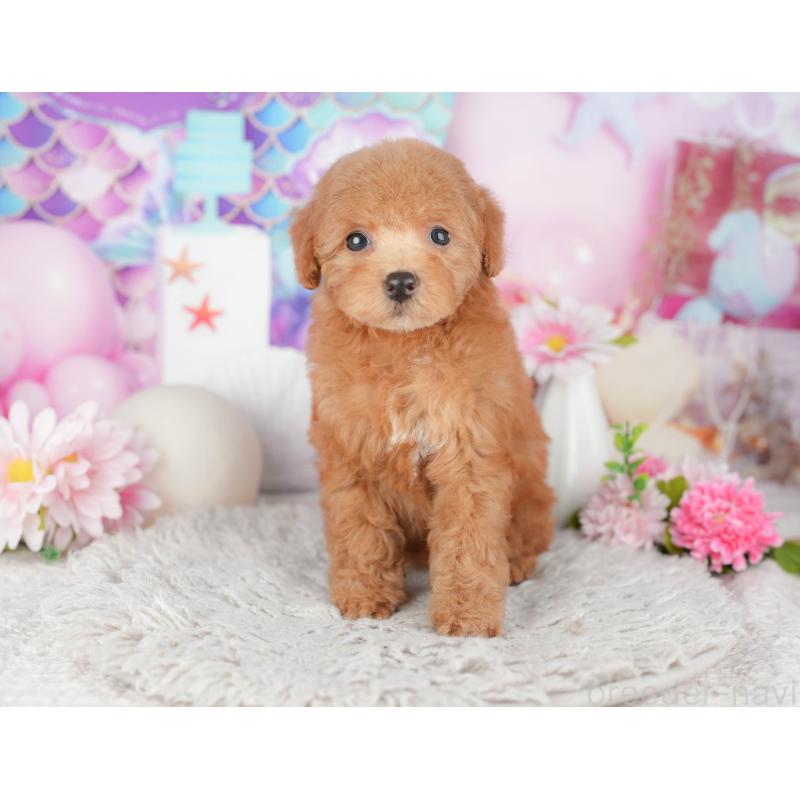 販売中の千葉県のトイプードル-441964の2枚目