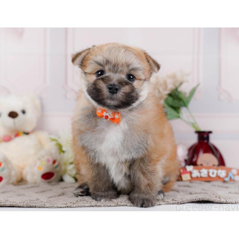 販売中の神奈川県のポメマル:ポメラニアン×マルチーズ-442035の13枚目