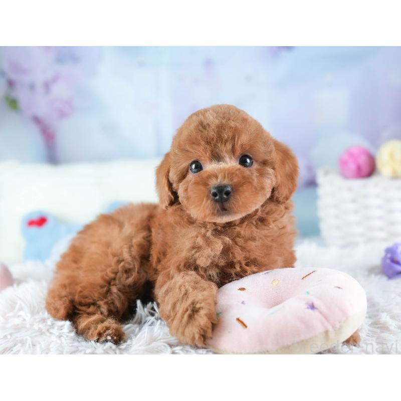 販売中の埼玉県のトイプードル-442328の11枚目