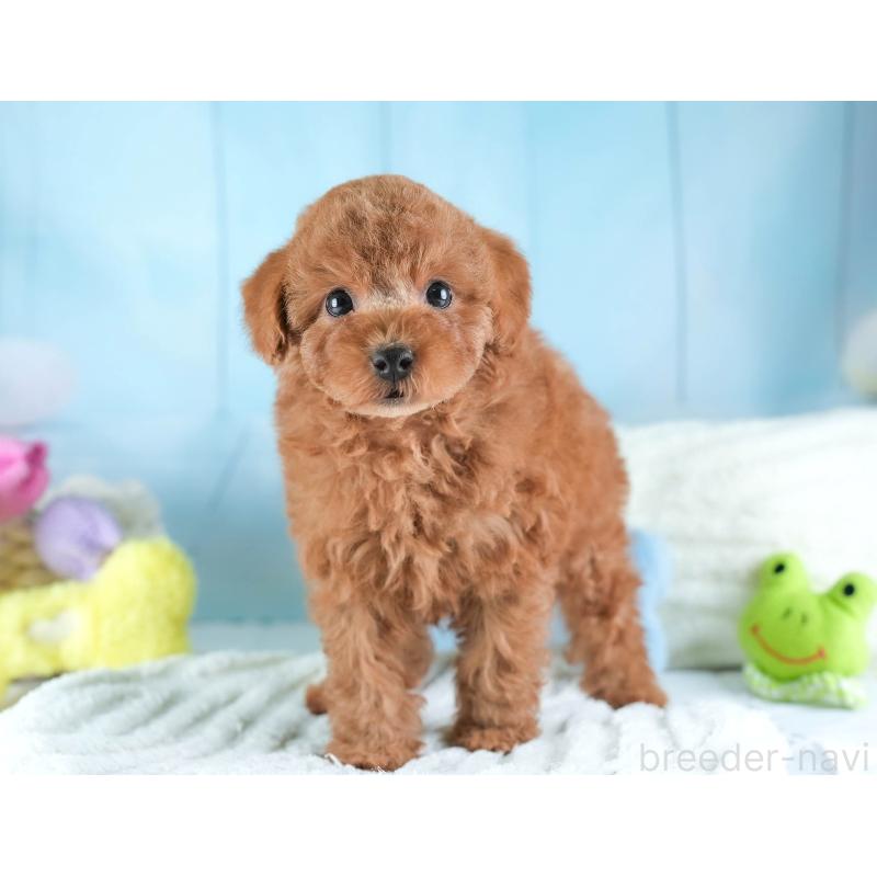 販売中の埼玉県のトイプードル-442328の10枚目